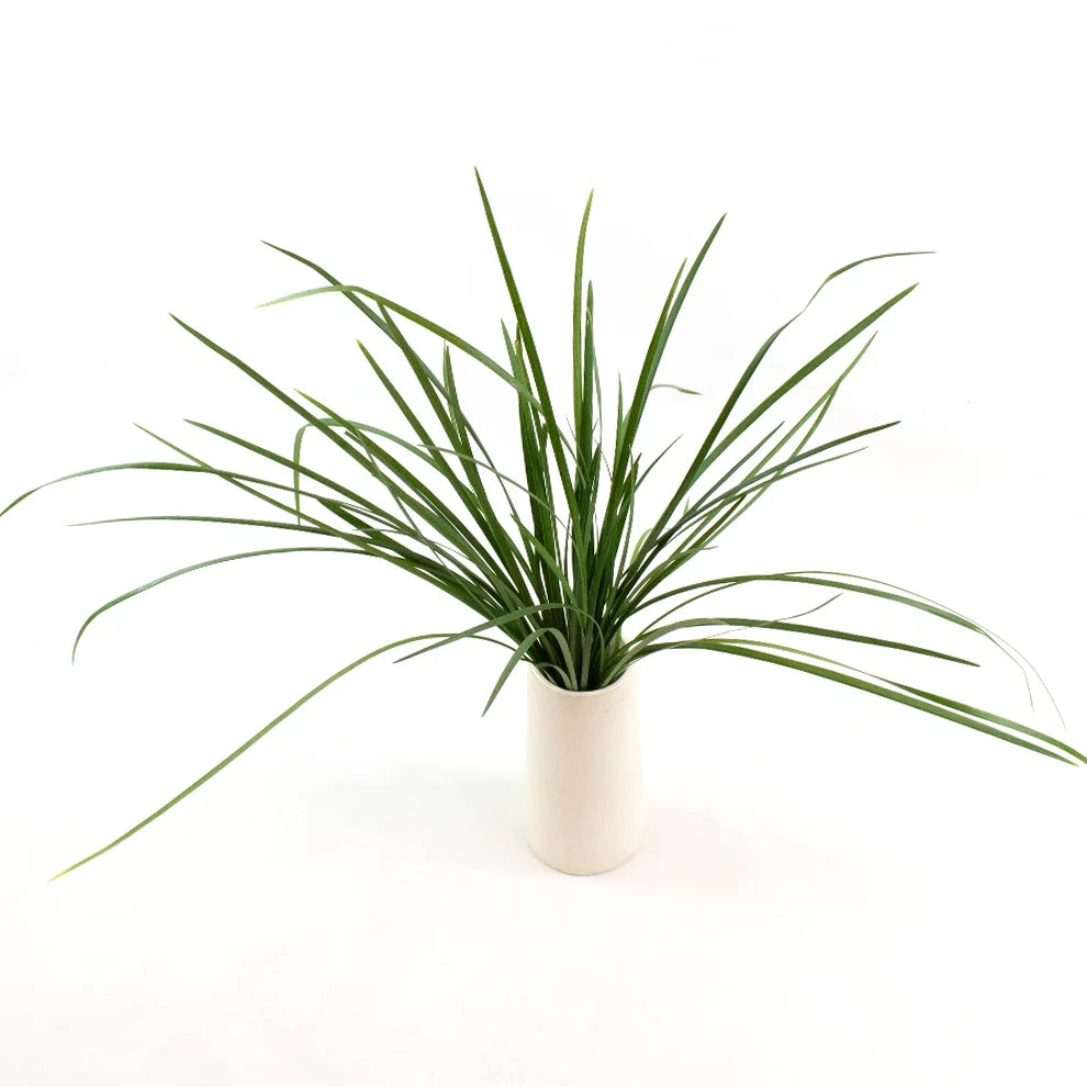 Lily Grass Greenery - alternative 1