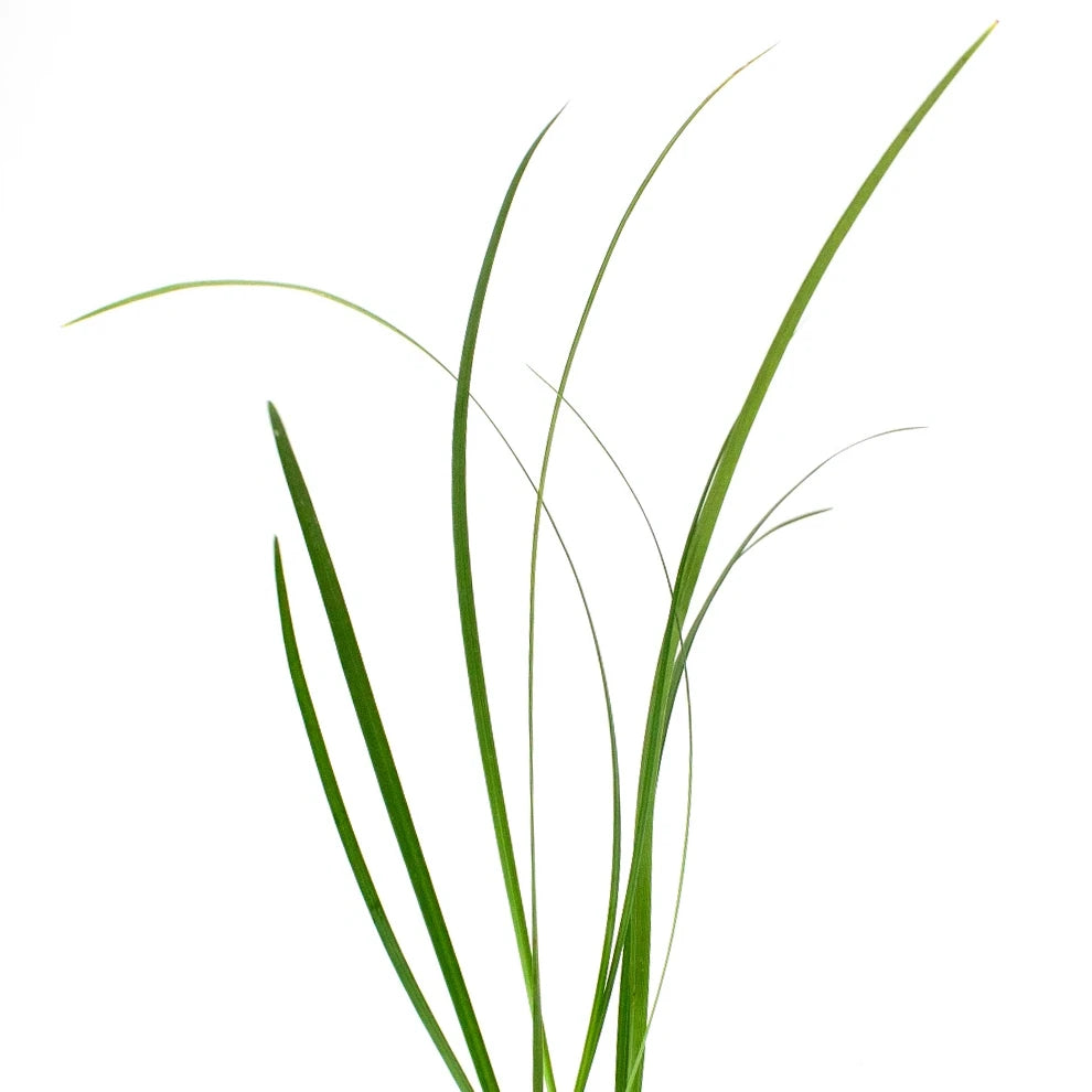 Lily Grass Greenery - main