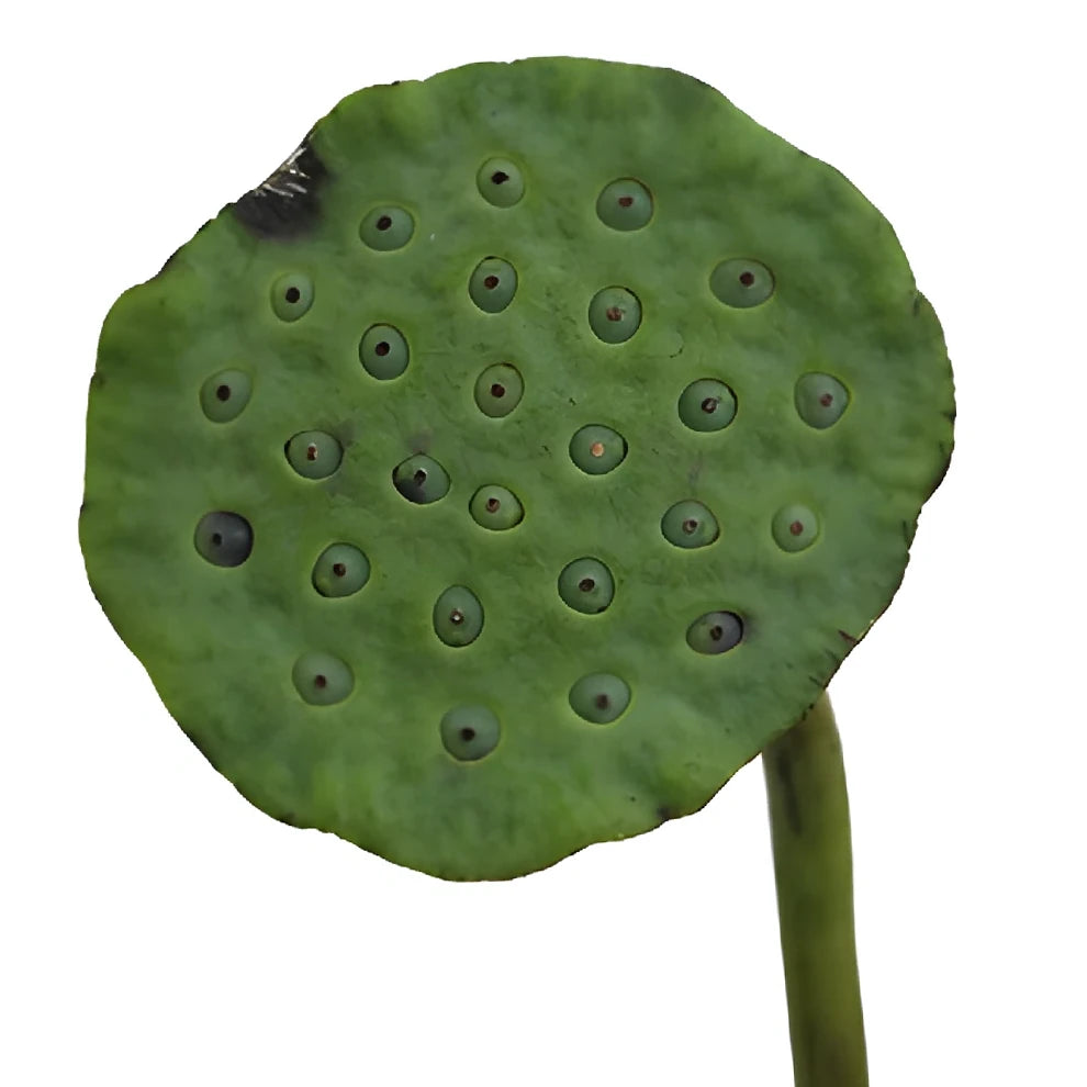 Lotus Pods Pods - main