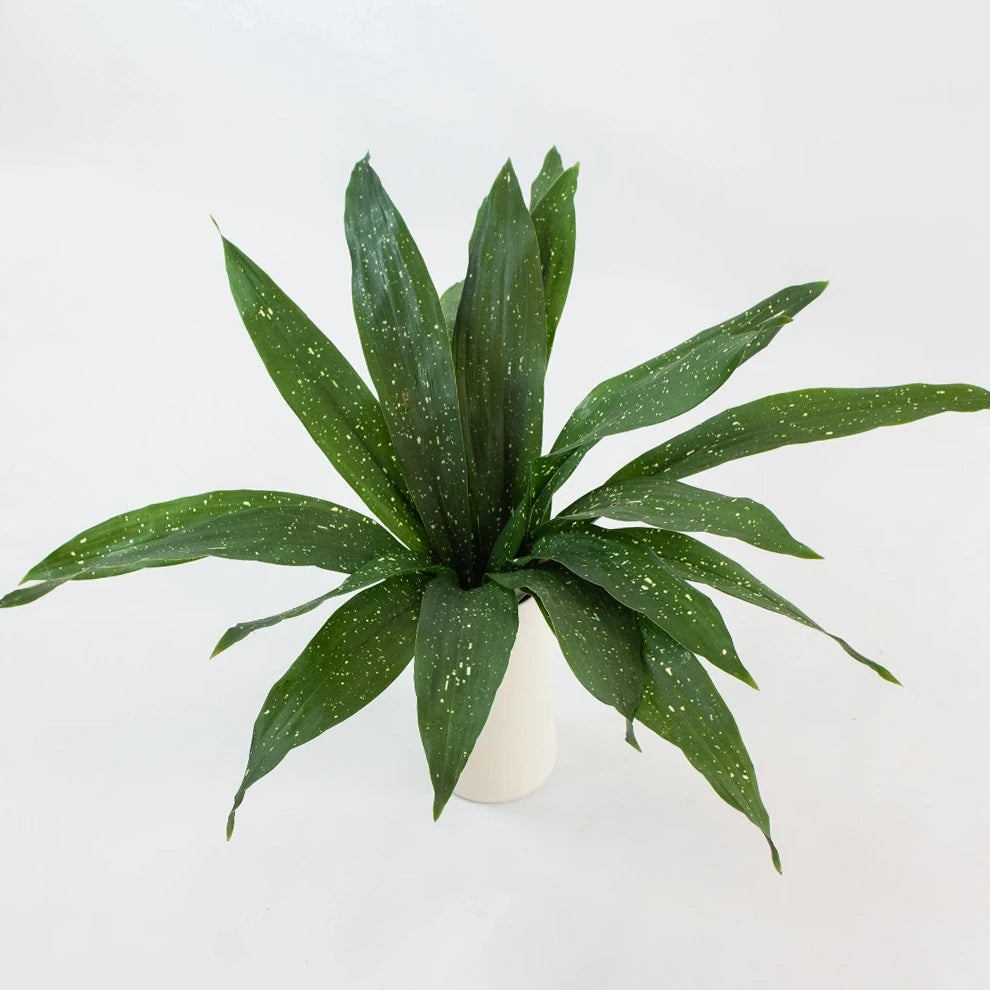 Milkyway Aspidistra Greenery - main