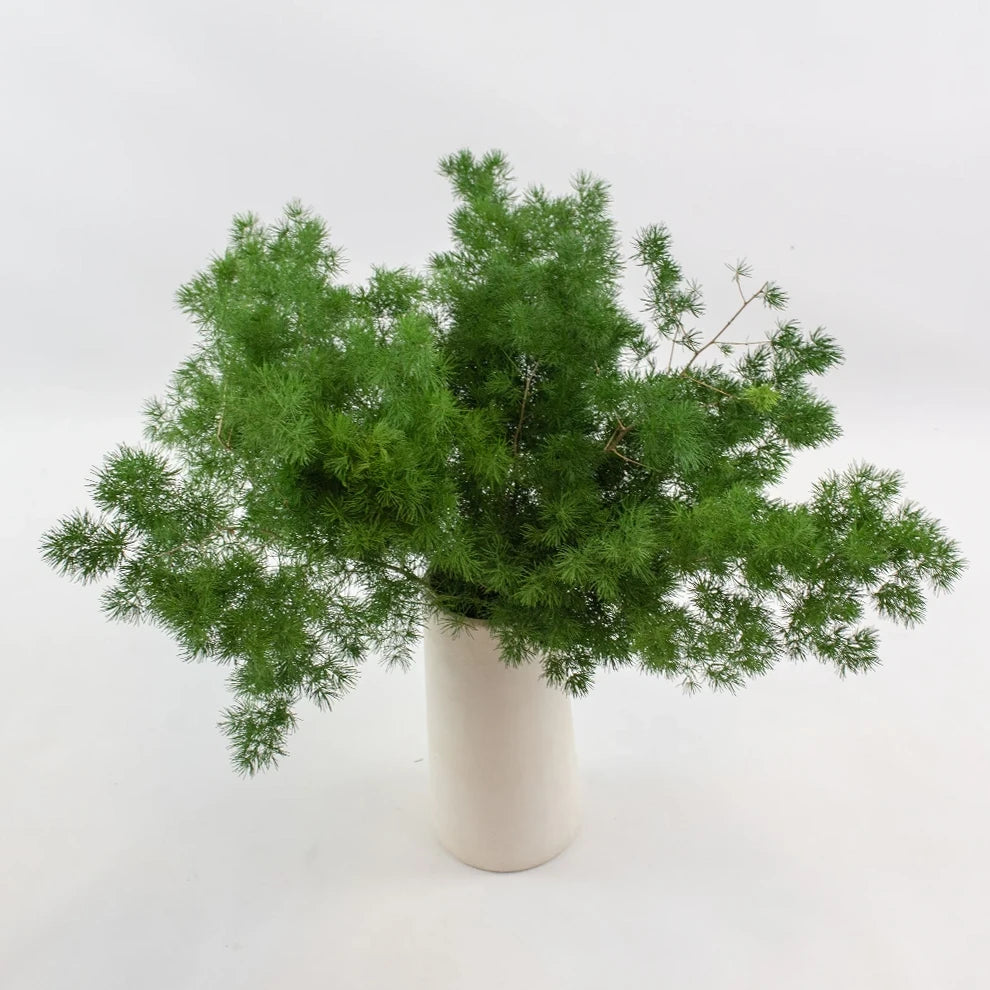 Ming Fern Greenery - alternative 2