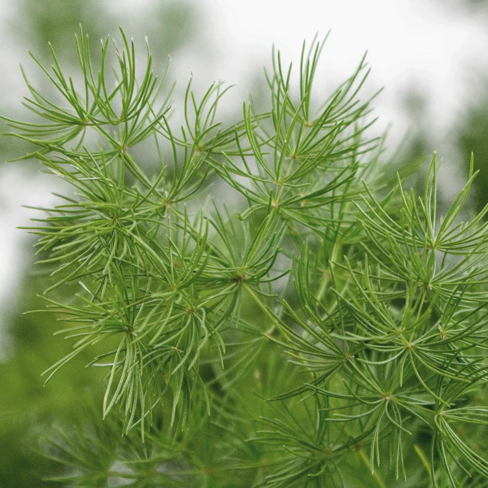 Ming Fern Greenery - main