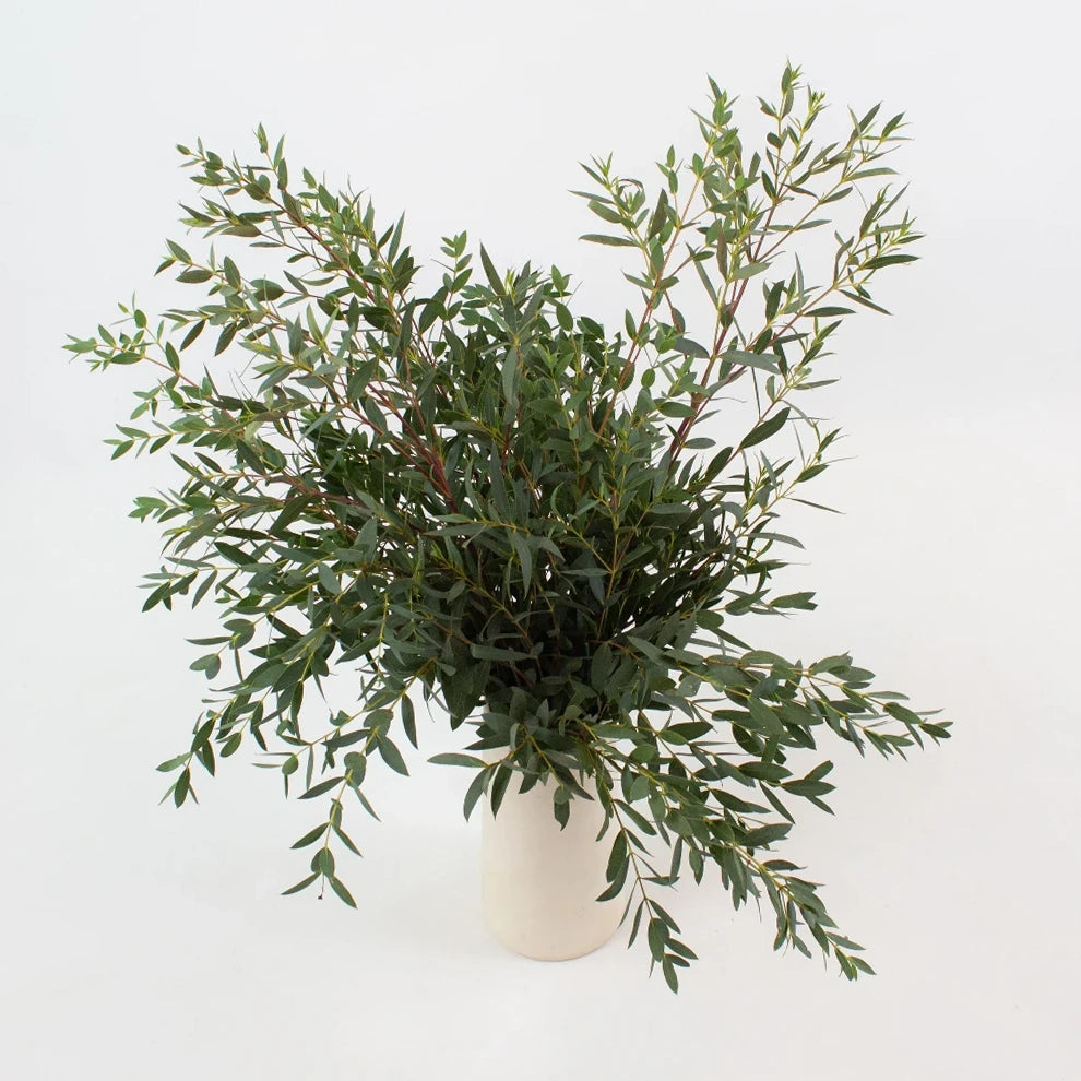 Eucalyptus Parvafolia Greenery - alternative 2