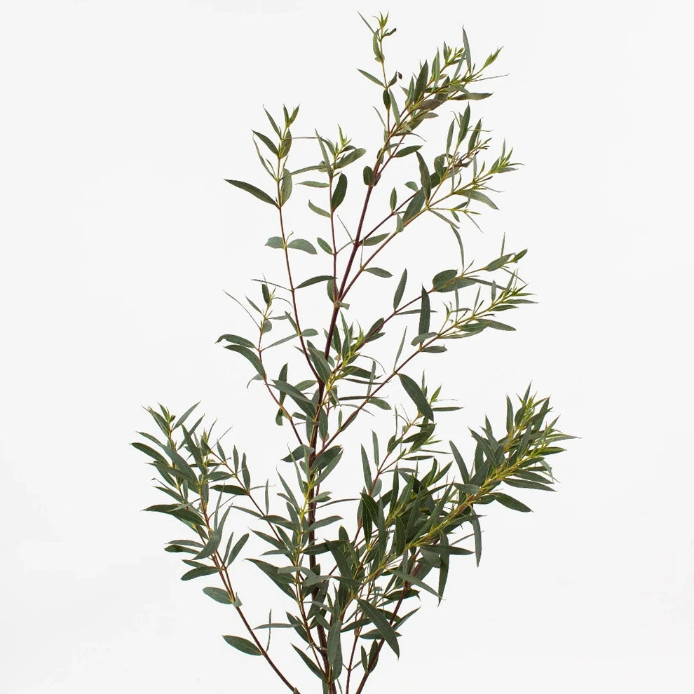 Eucalyptus Parvafolia Greenery - alternative 1