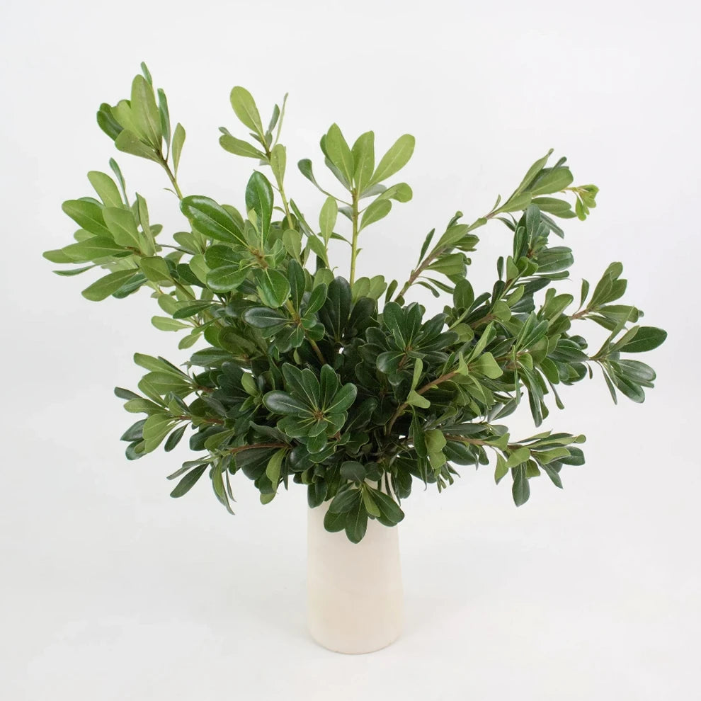 Pittosporum Greenery - alternative 1
