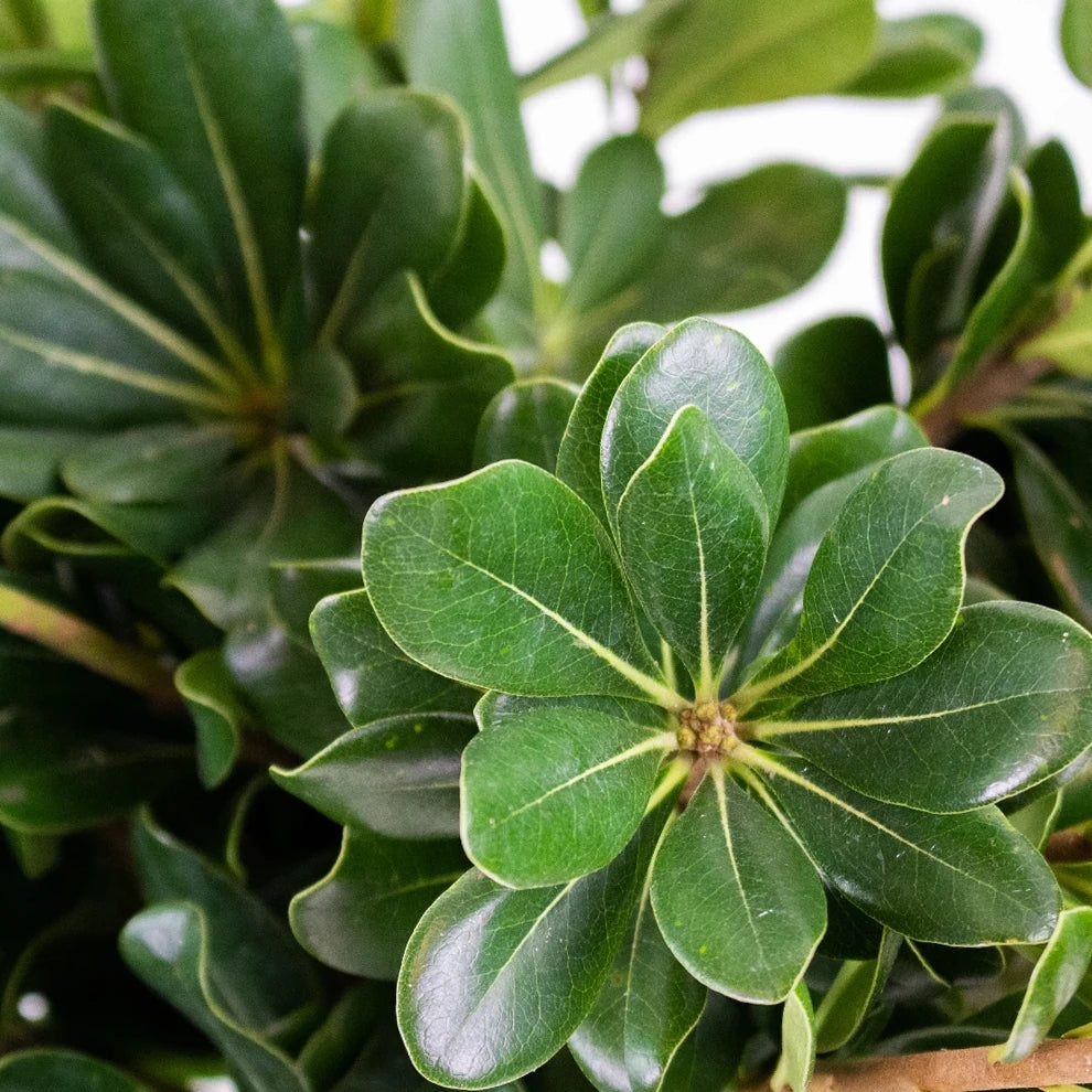 Pittosporum Greenery - alternative 2