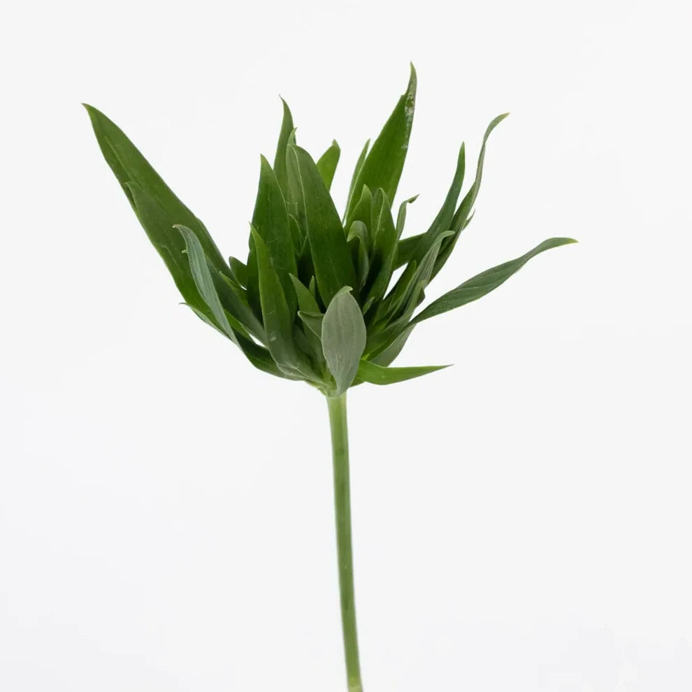 Green Alstroemeria - alternative 2