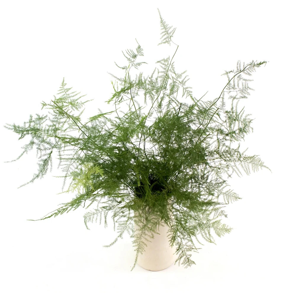 Plumosus Greenery - Green - alternative 2