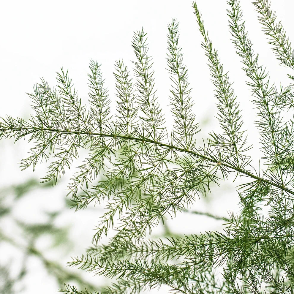 Plumosus Greenery - Green - main
