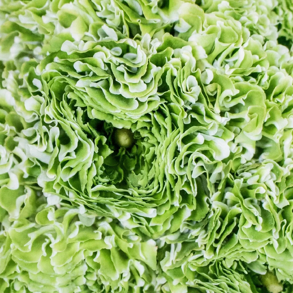 Pon pon Ranunculus - Green - alternative 2