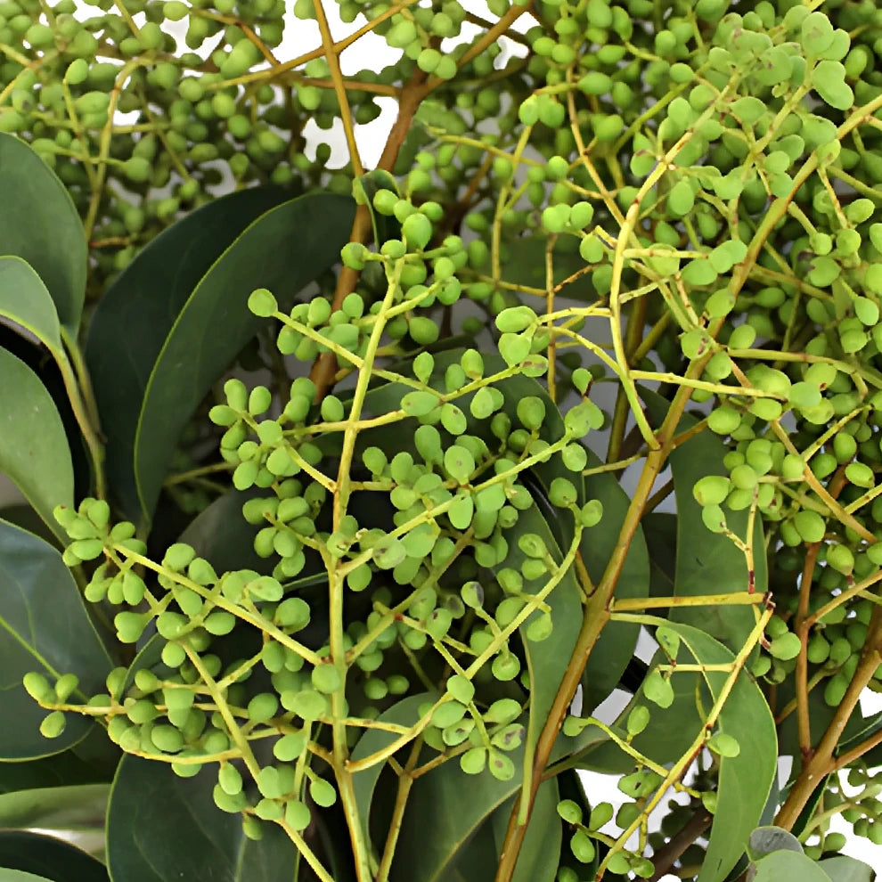 Green Privet Berries - Green - main