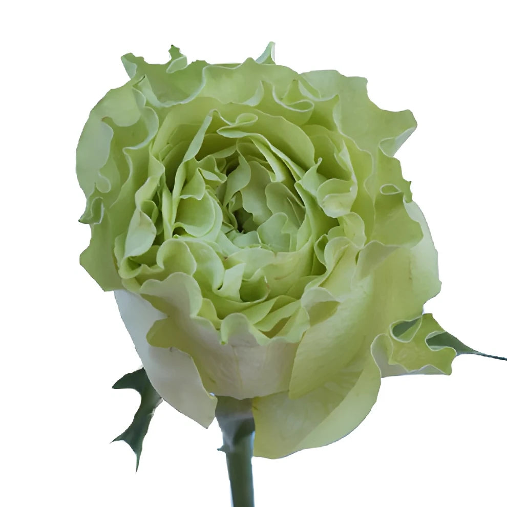 Super Green Roses Standard - main