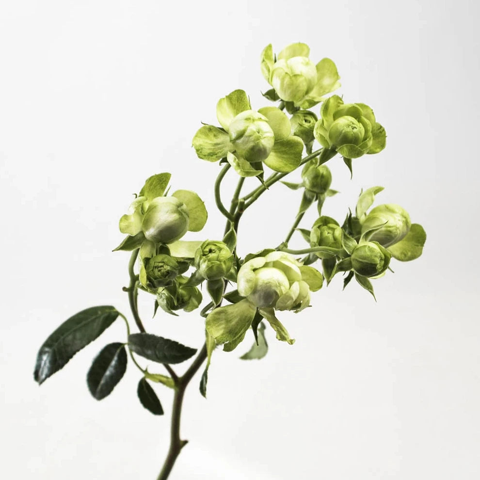 Wild Eclair Roses Spray - main