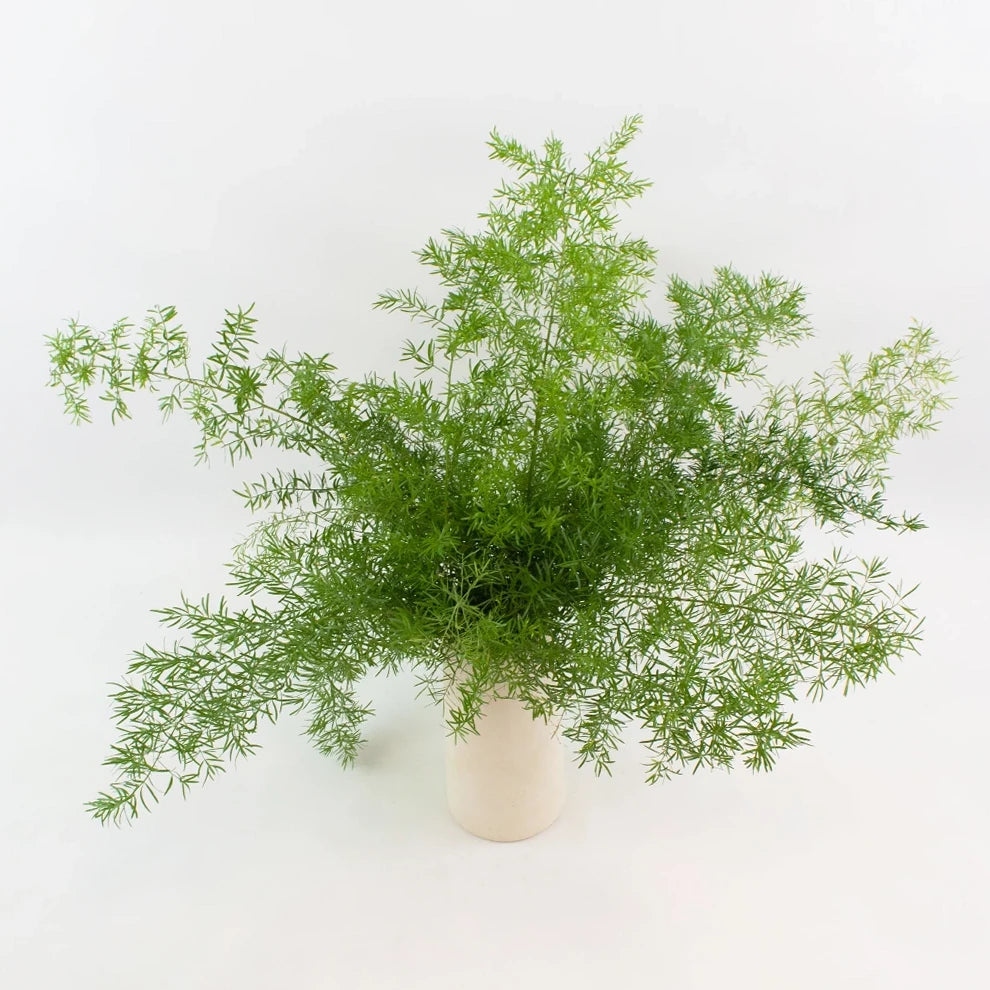 Sprengeri Greenery - main