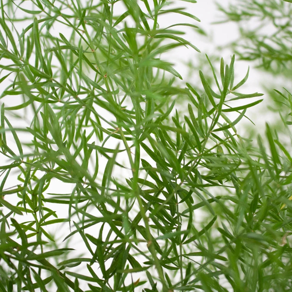 Sprengeri Greenery - alternative 1