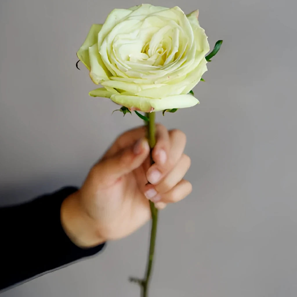 Green Tea Roses Standard - alternative 2