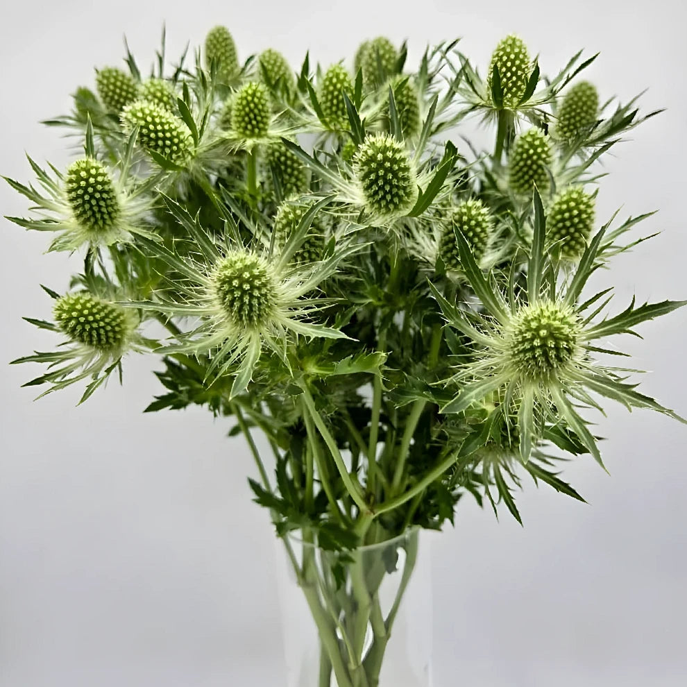 Green Lagoon Thistle - alternative 3