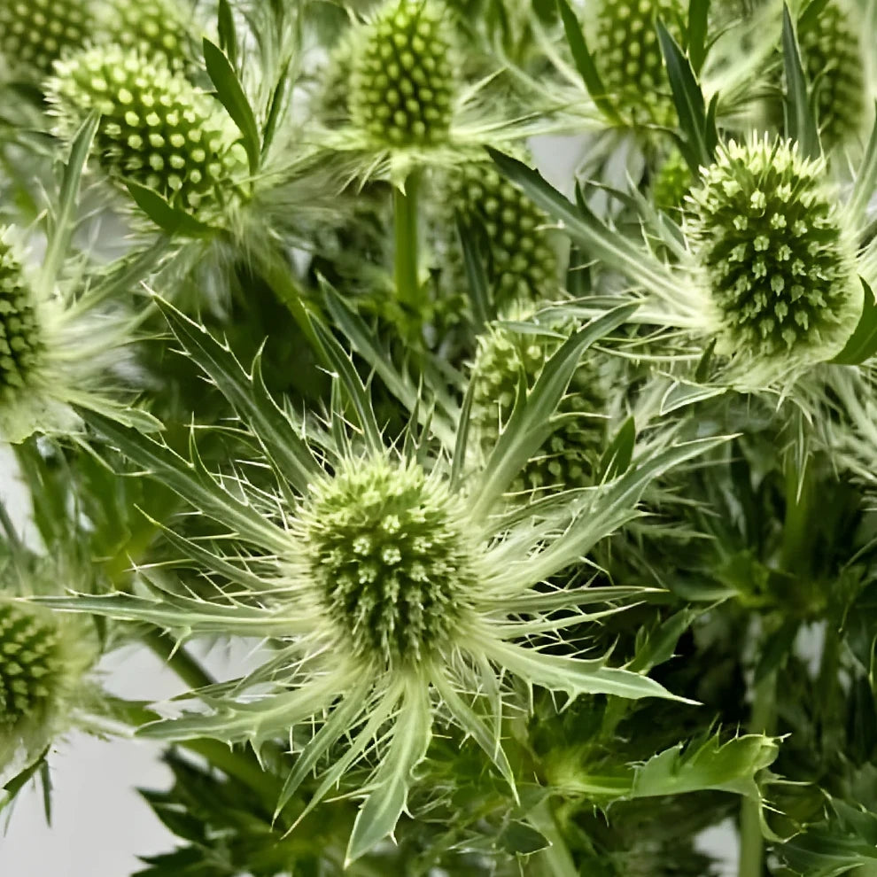 Green Thistle - main
