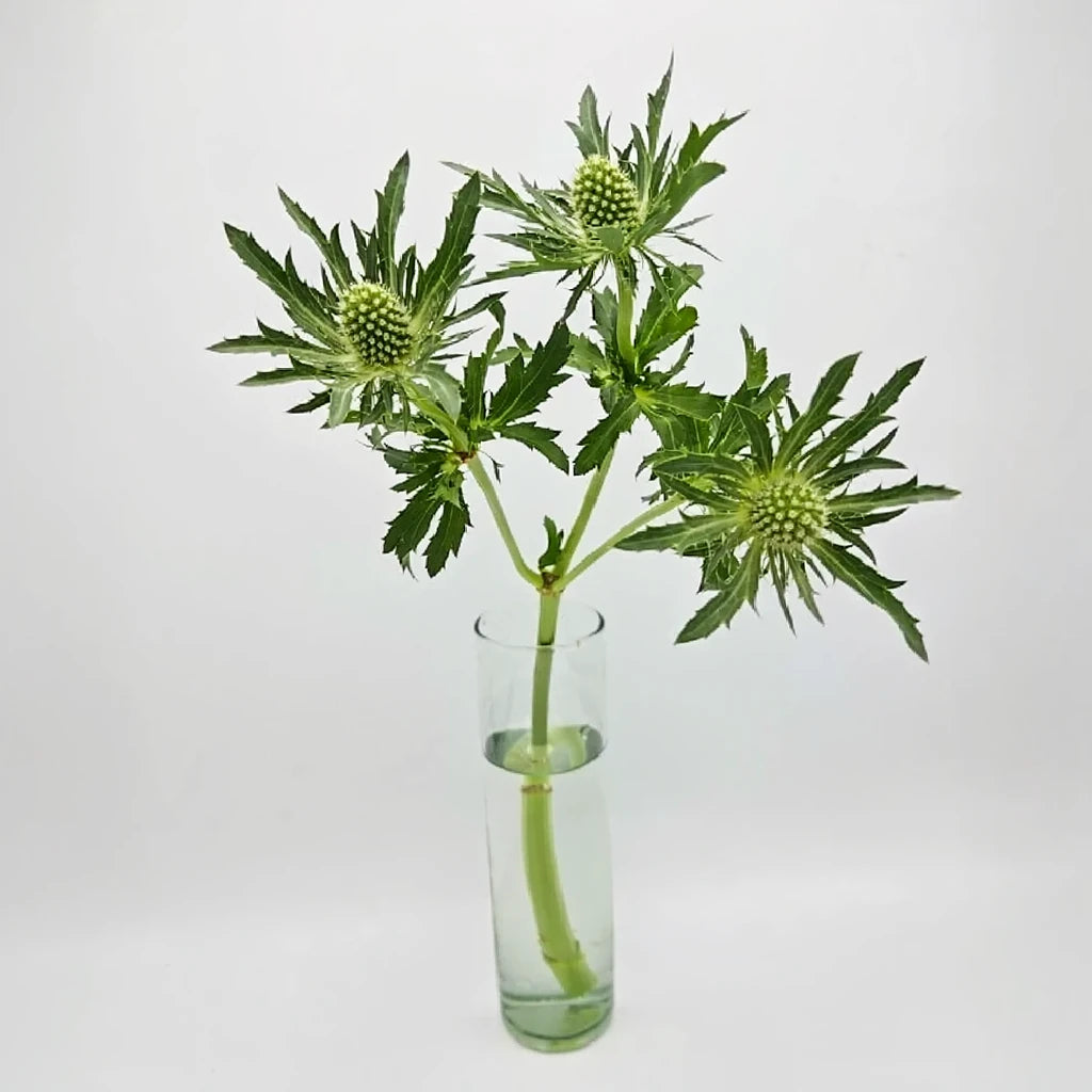 Green Lagoon Thistle - alternative 2