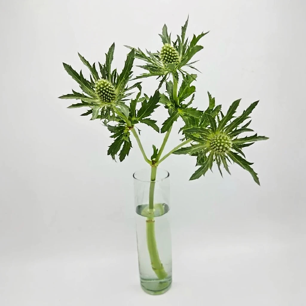 Green Thistle - alternative 3