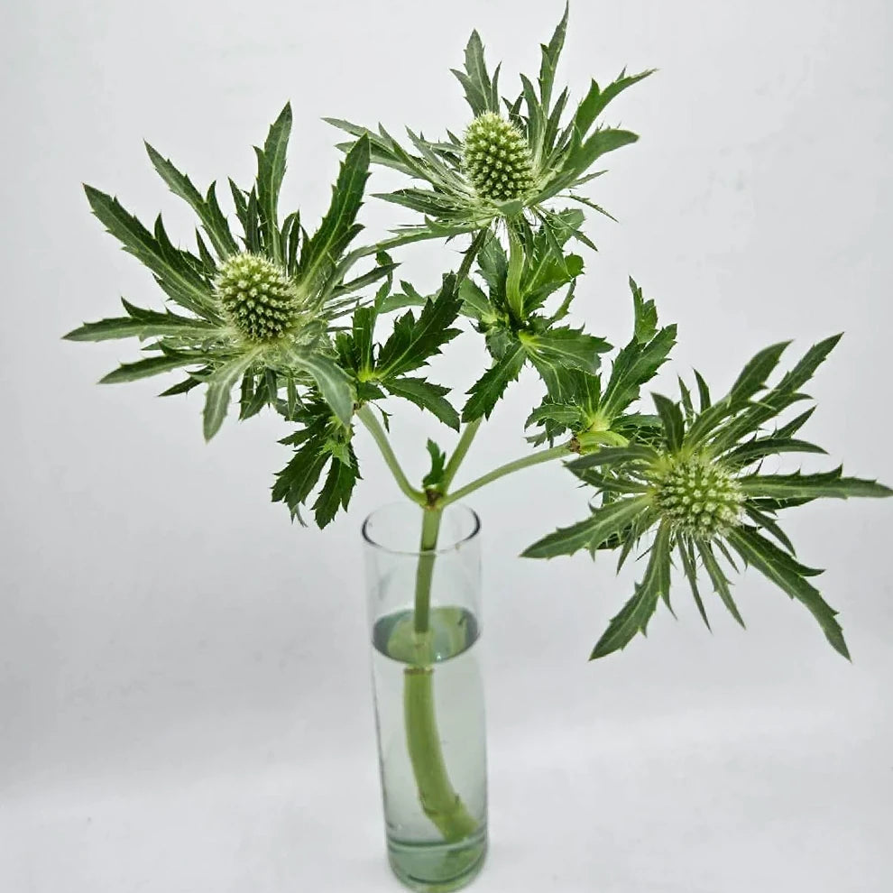 Green Thistle - alternative 2