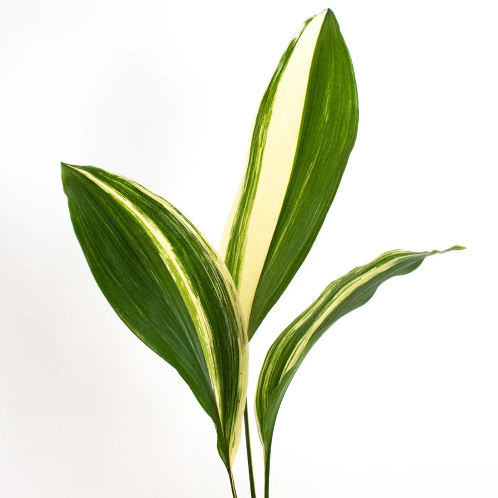 Aspidistra Variegated Greenery - main