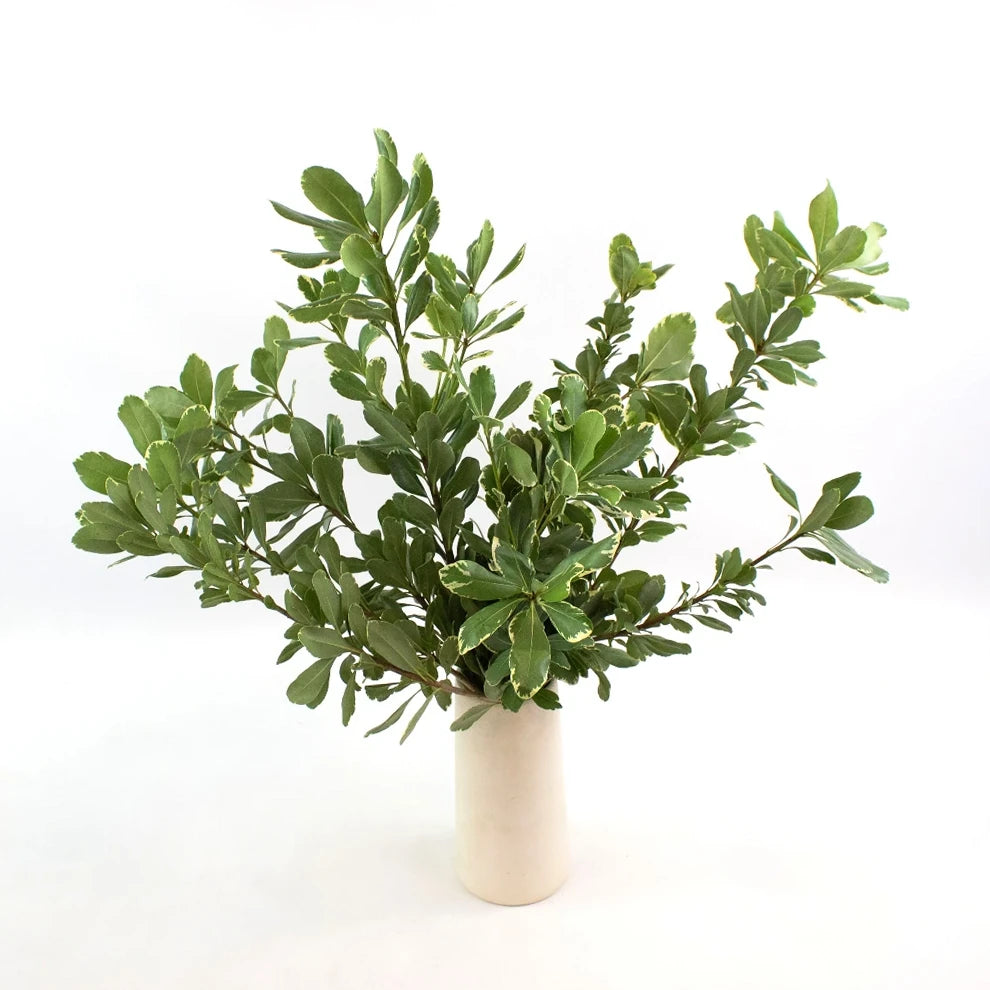Pittosporum Mini Variegated Greenery - alternative 2