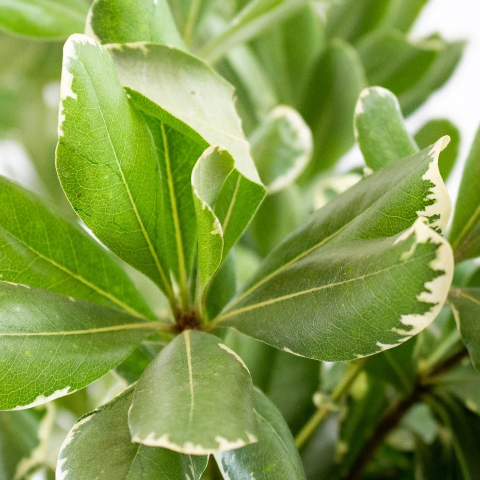 Pittosporum Variegated Greenery - alternative 1