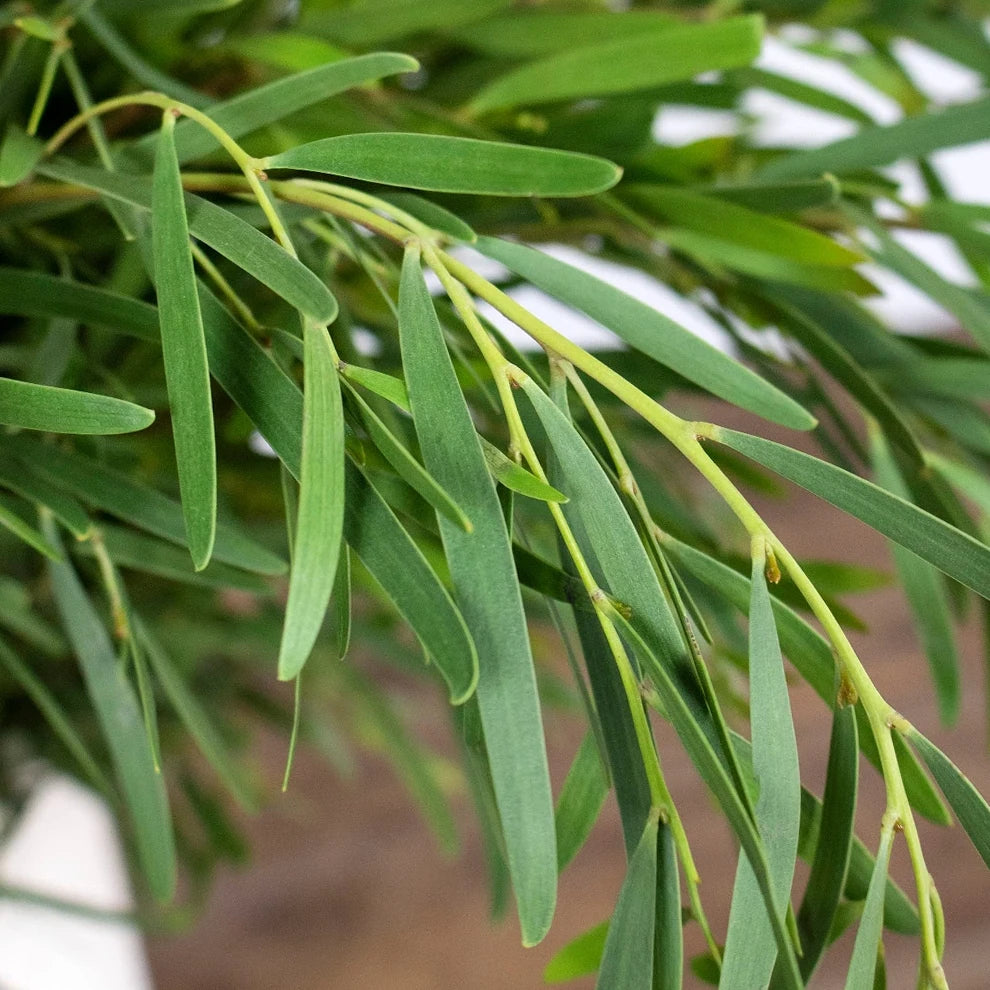 Eucalyptus Feather Greenery - alternative 1