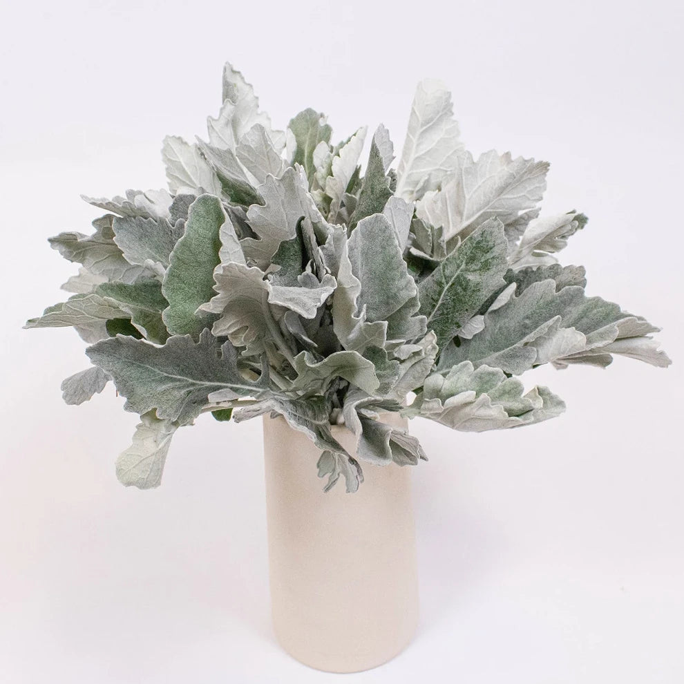 Dusty Miller Wide Greenery - main