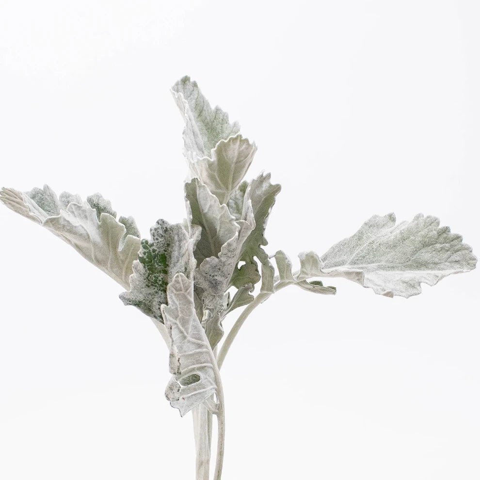 Dusty Miller Wide Greenery - alternative 1