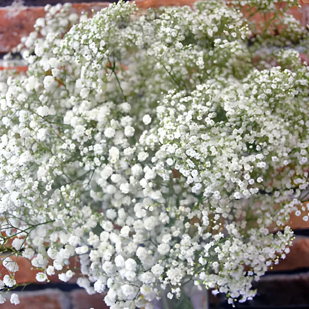 Baby's Breath Garland - White - main