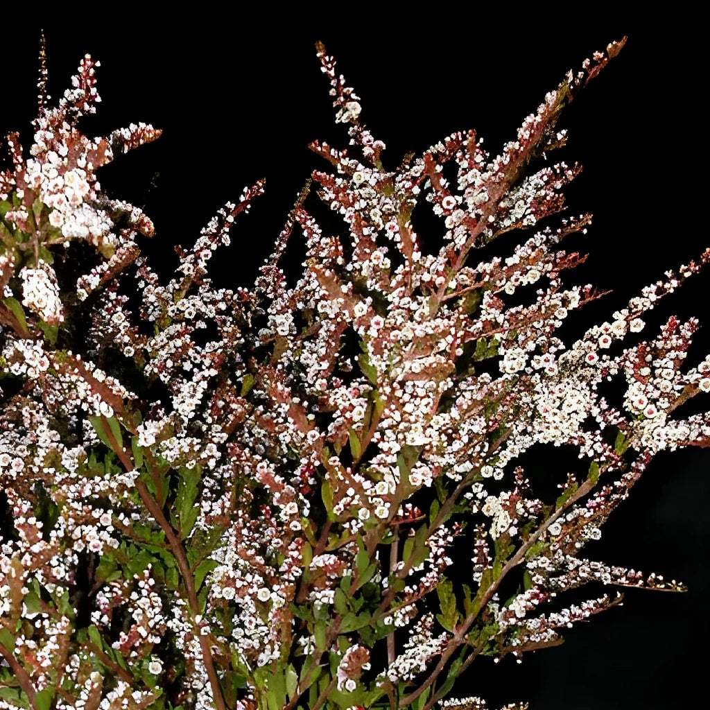 White Calycina Heather - alternative 1