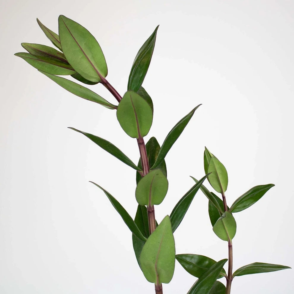 Hebes Greenery - alternative 1