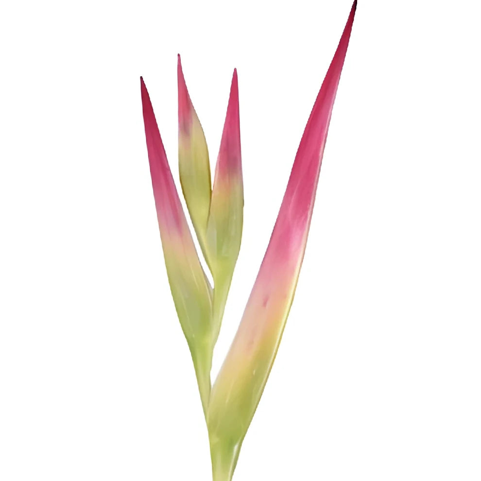 Heliconia Sexy Pink Tropicals - main
