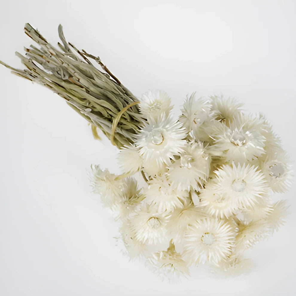 Bleached Straw flower Dried - alternative 1