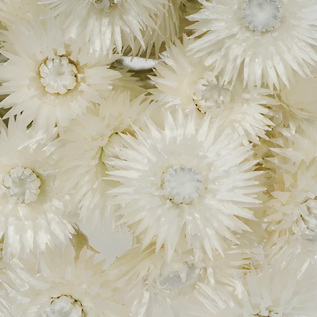 Bleached Straw flower Dried - main