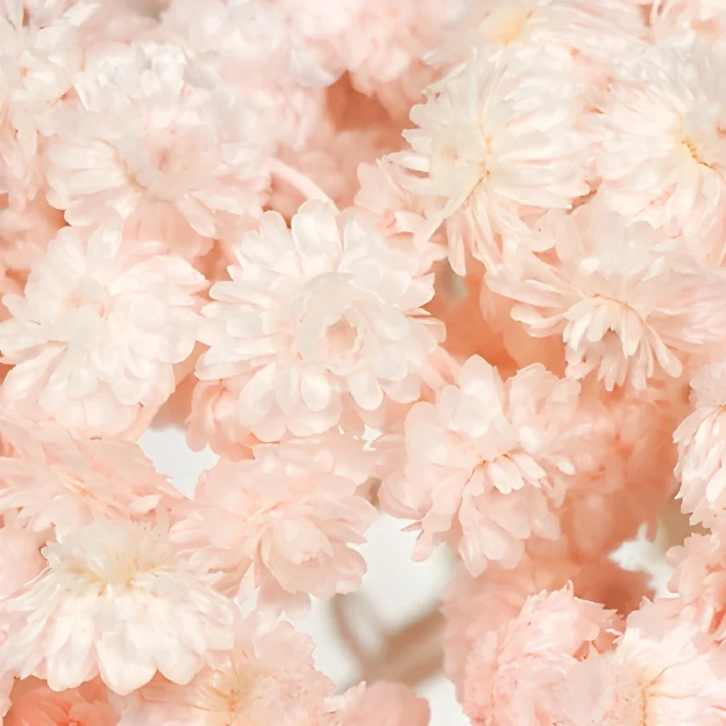 Helichrysum Italicum Dried - Pink - alternative 2