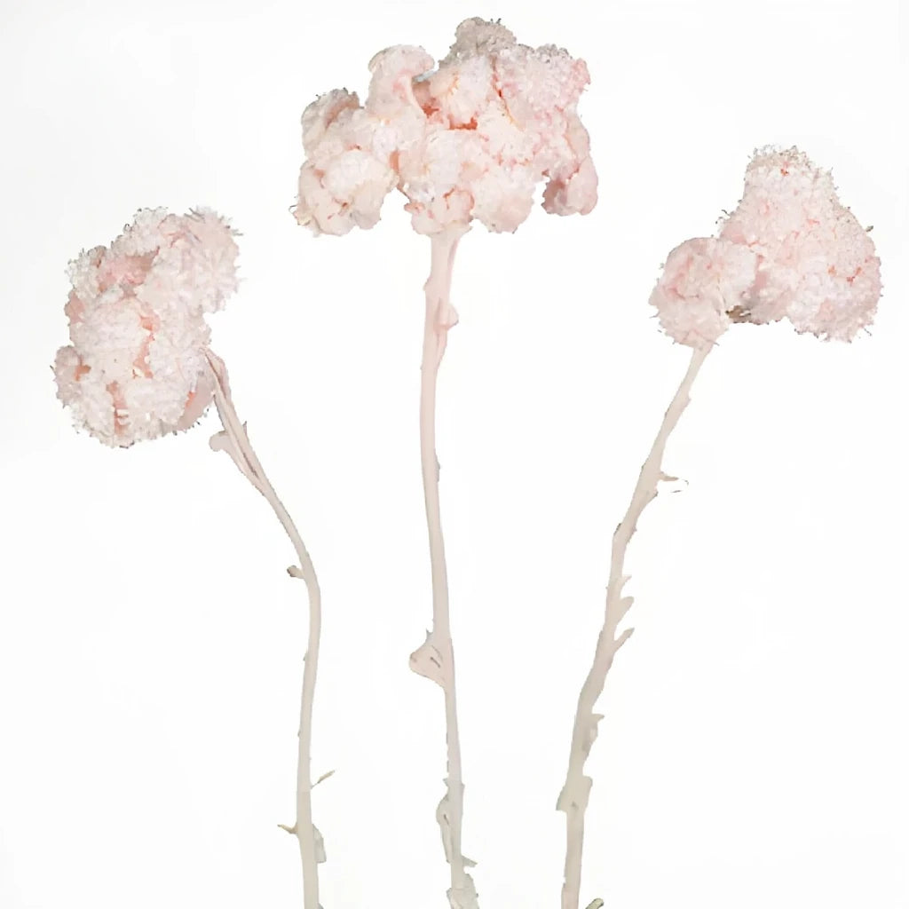 Helichrysum Italicum Dried - Pink - main