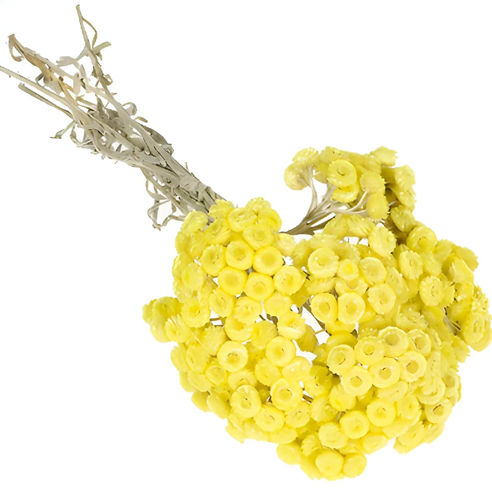 Helichrysum Italicum Dried - Yellow - alternative 1