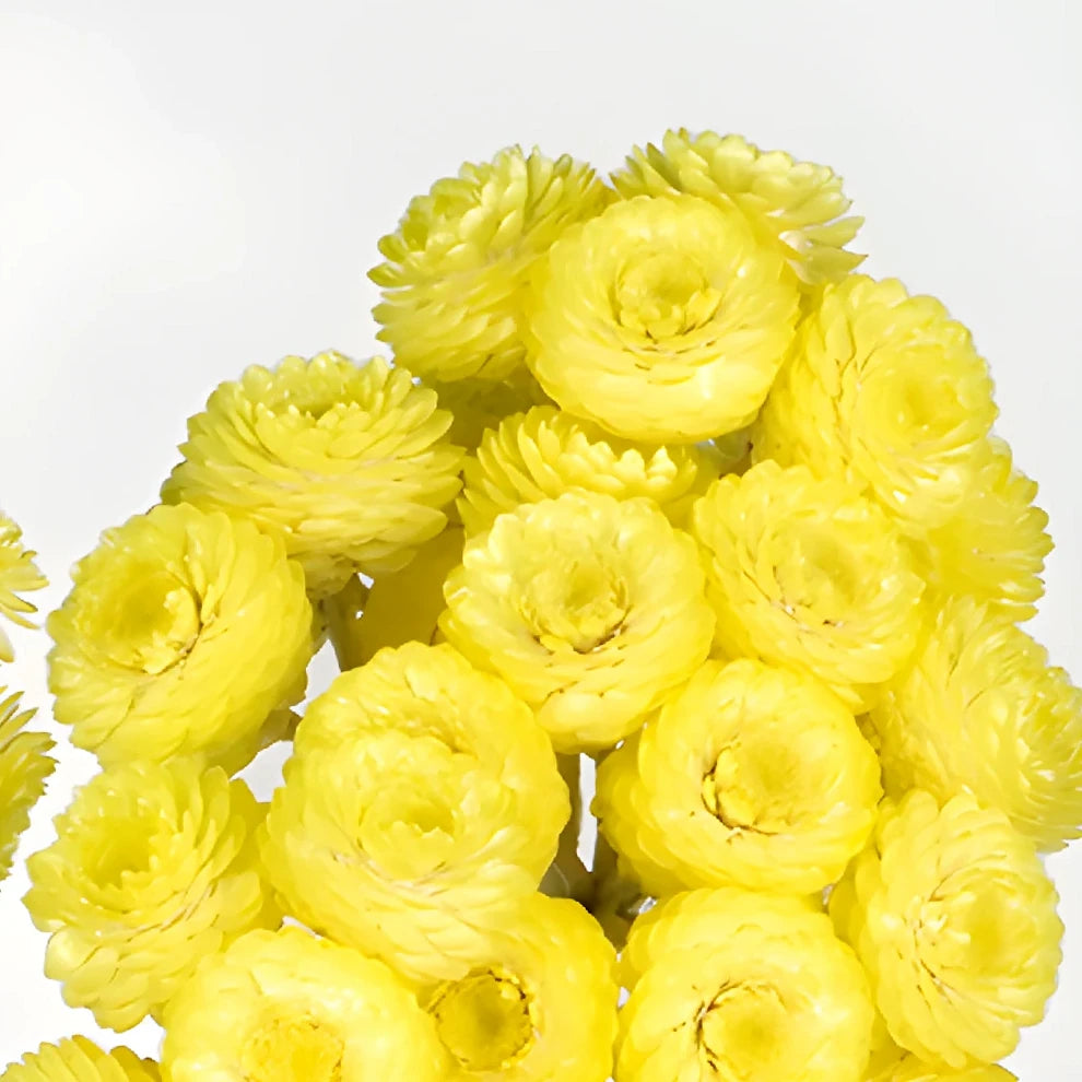 Helichrysum Italicum Dried - Yellow - alternative 2