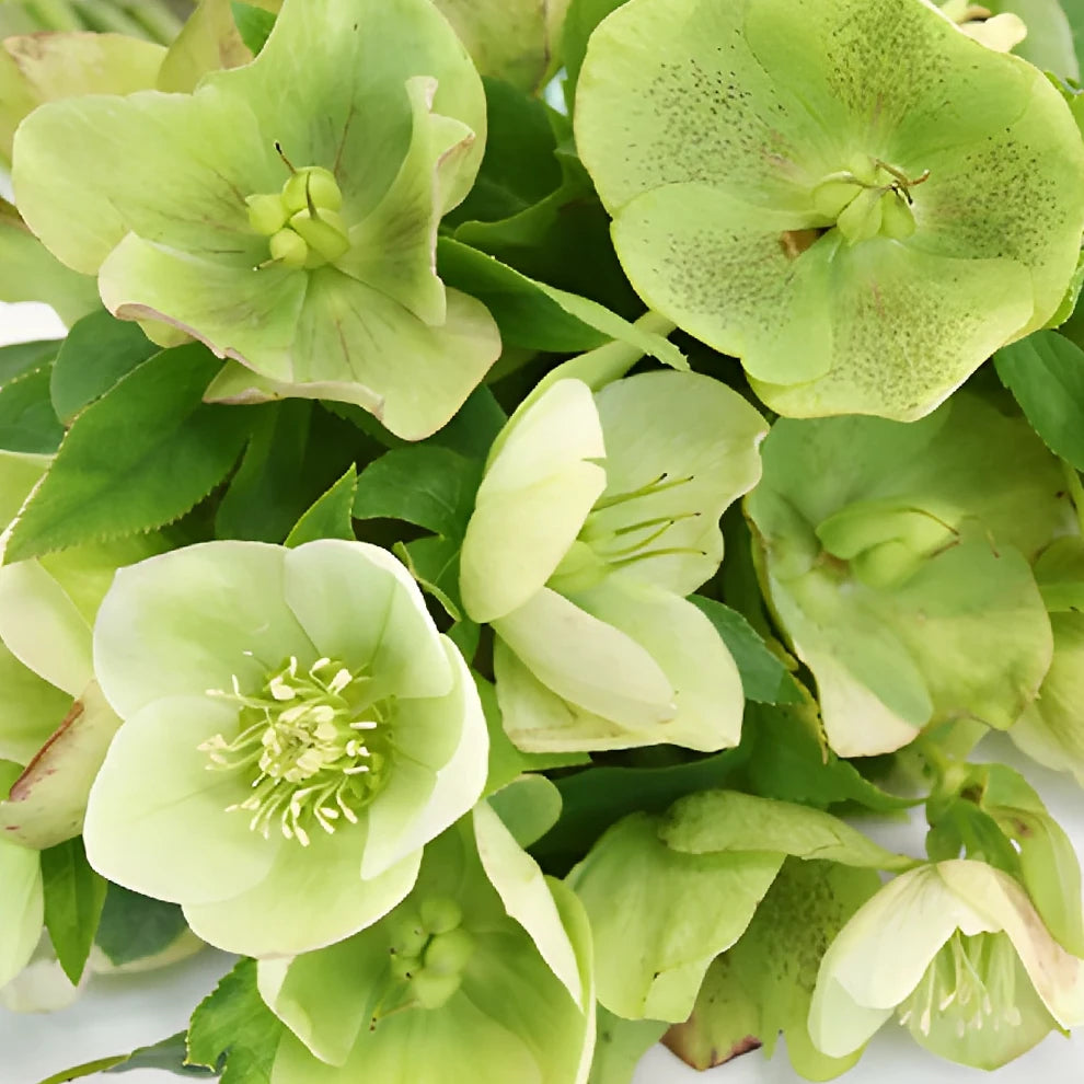 Green Hellebores - main