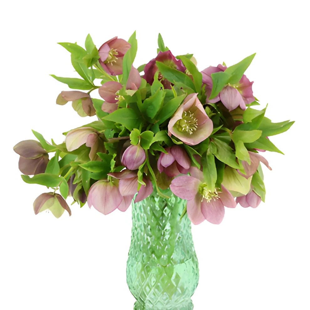 Pink Hellebores - main