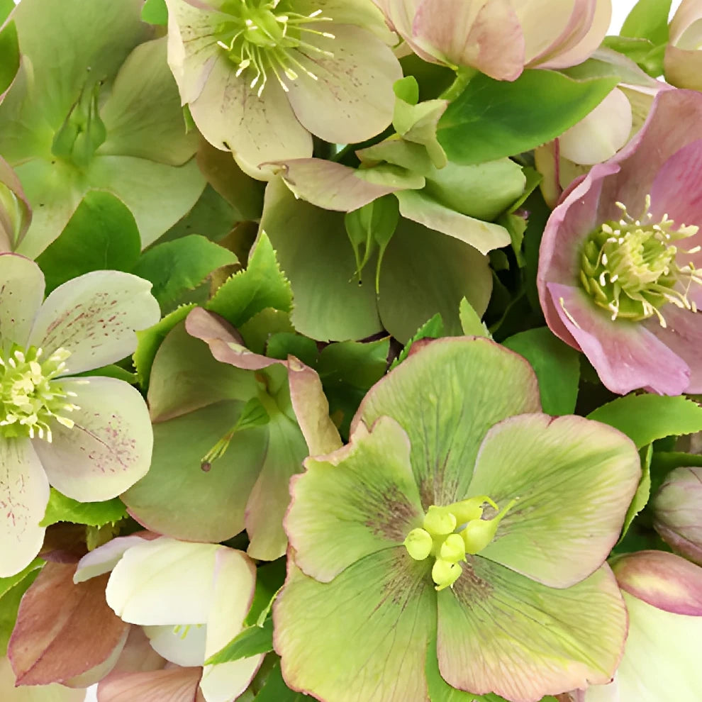 Assorted Hellebores - main