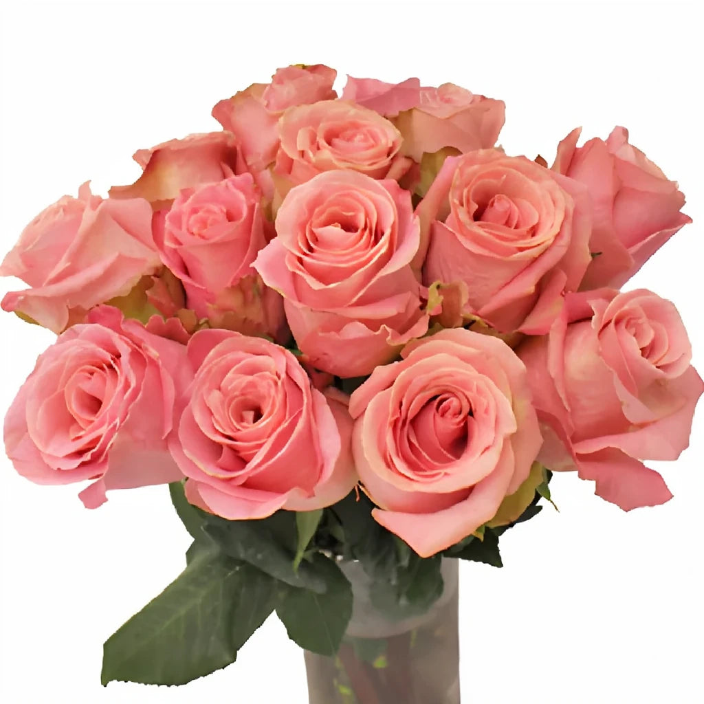 Hermosa Roses Standard - main
