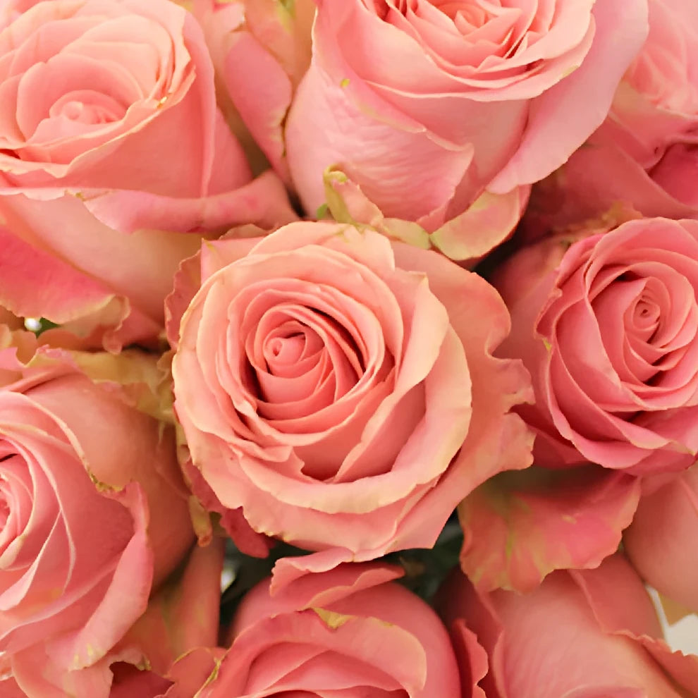 Pink Hermosa Roses Standard - alternative 1