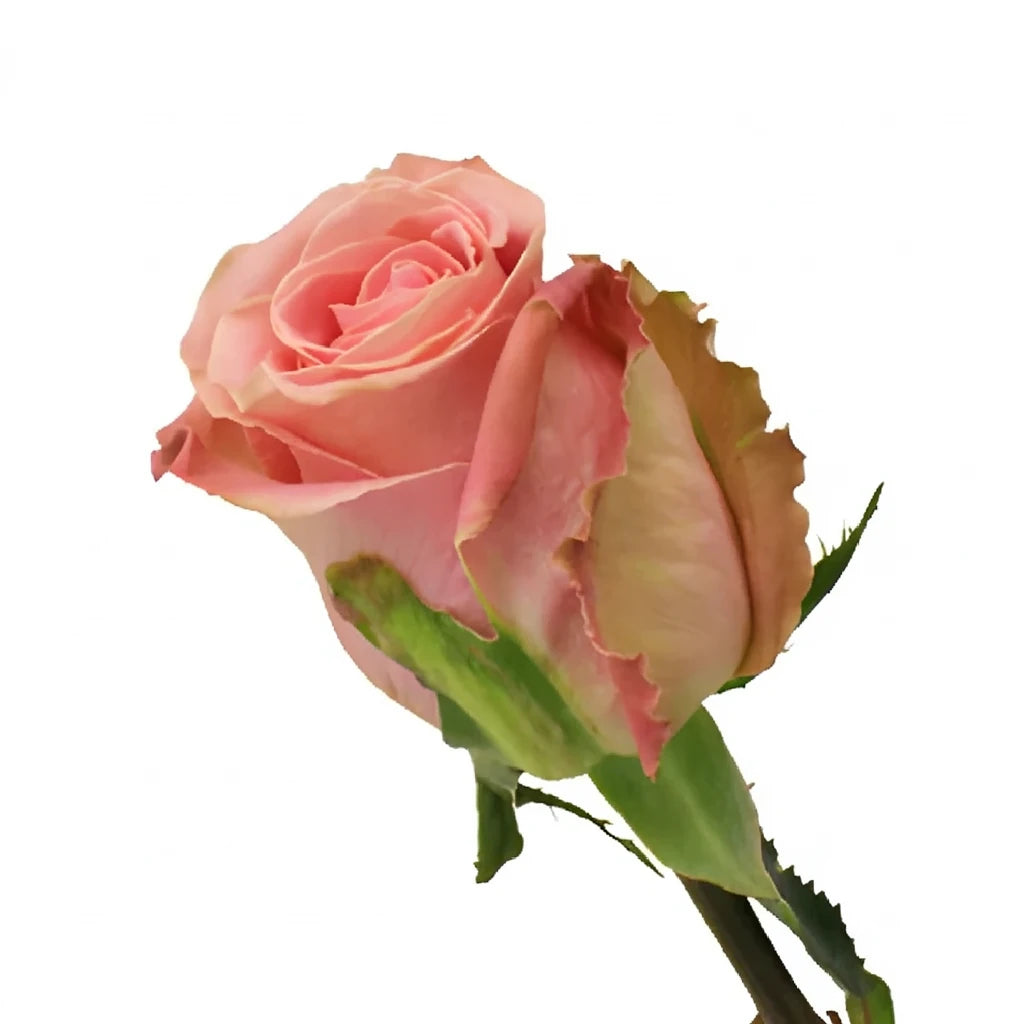 Hermosa Roses Standard - alternative 1