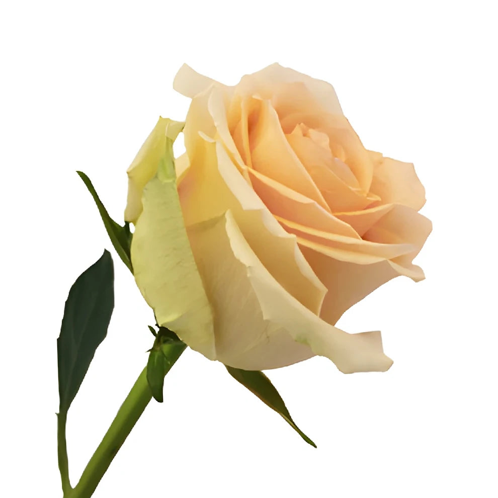 High And Arena Roses Standard - main