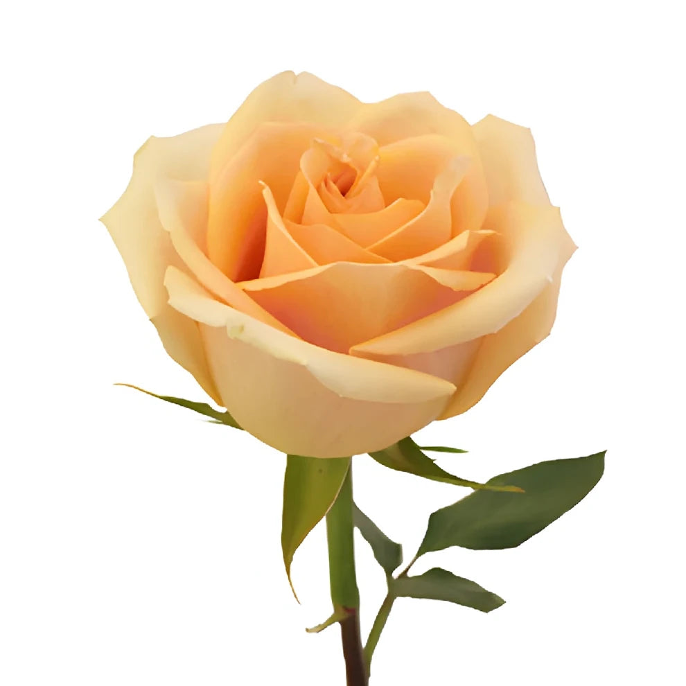 High And Arena Roses Standard - alternative 3