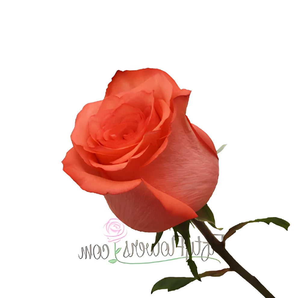 High and Blooming Roses Standard - main